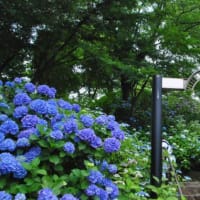 多摩川台公園あじさい園　　山一面に色々のあじさいが咲いています　　　1