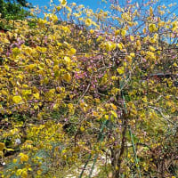 アメリカハナズオウ  シルバークラウドの花