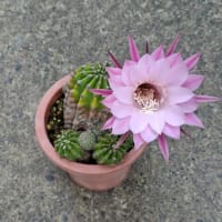 毎年恒例、美化と美花