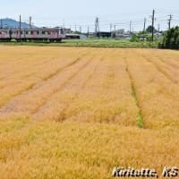 麦畑、其の二