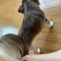 後ろ足に弱いです