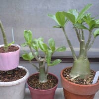またもや気まぐれの虫が・・・・