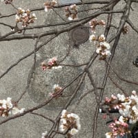 我が家の桜も咲きました