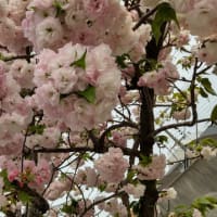 穀雨・葭始めて生ず～遅咲きの桜