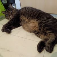 すみっこ占拠