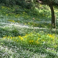 久々のノルデックウォーキング