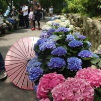 京都のあじさい寺 楊谷寺へ