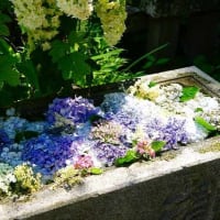 2025年6月:「大平山連祥院六角堂」で花手水を記録してきました。