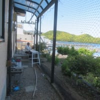 広場の草取り～ゴーヤの網張