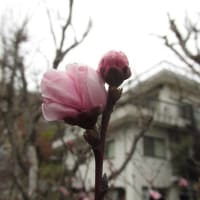 No.３５　「照手桃の実生苗」が、２４日に開花