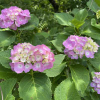 バス旅行で旬の花を②