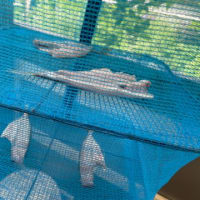 アジの干物と実りの夏になるかな？