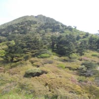 国立公園雲仙ミヤマキリシマ開花情報（第4号）