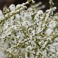 アンズにボケの花