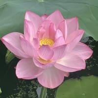 銀杖ウォーク「万博早朝観蓮会」