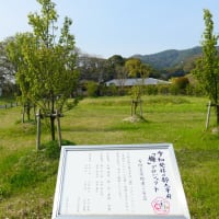 大宰府市の散策記　on　2025-4-9＆4-10　その10　坂本八幡宮