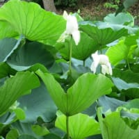 鎌倉散歩～鶴岡八幡宮・源平池・小町通り