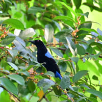 フィリピン　パラワン島紀行　第4日目午前／アオサンコウチョウ　パラワンルリコノハドリ　パラワンハナドリ　クロアゴヒメアオバトなど