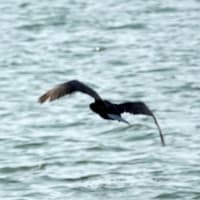 06/12探鳥記録写真：遠賀川河口の鳥たち（イソシギ、カワウの飛翔、）