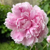 夢の庭から　〜無数の花びらを持つ花〜