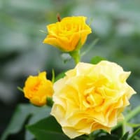 薔薇③