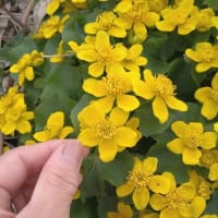エゾノリュウキンカ〜蝦夷の立金花の咲くところ