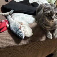 じょゆうだましいｗ