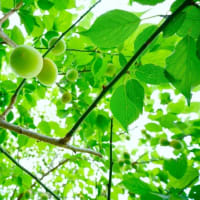 ヤマホタルブクロ、ナツメとトンボ（板橋区立赤塚植物園 2025.6.15撮影）
