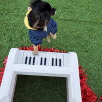 クリスマス2019❗れもん🐶えいと🐶