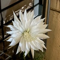 サボテンの花