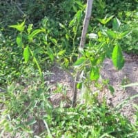 田舎へ　７月　③