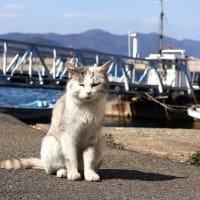 瀬戸内G島の猫たち　2025年2月　その14