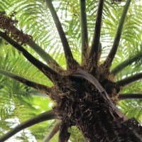 タコノキとヘゴ、メヘゴ