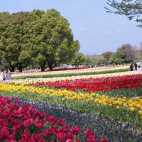 万博記念公園