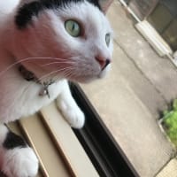 雨