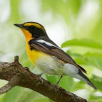 近所の池・・・キビタキはオス君です！