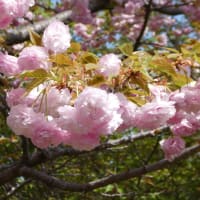 桜の回廊 2022.4.10
