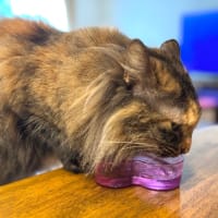 ６月１３日　美味しいお水