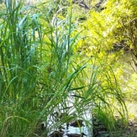 いました！向島百花園のカルガモたち。8月13日。午後の園内。