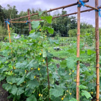 スイカの日入れ進む！～菜園ライフ４２６