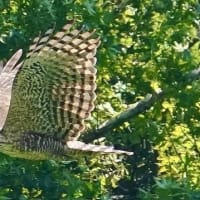  於大公園 ： アベマキどんぐり・・・木曜散歩さんもまだ全員が揃っての散歩が出来ないようです。