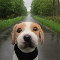 冷たい雨ふる