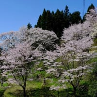 仏隆寺の千年桜（後編）