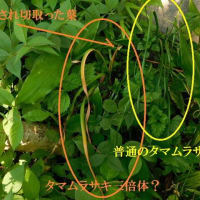 タマムラサキを１４年ぶりに植え替え　ネナシカズラに超弱い幅広