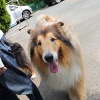 ほとんどのダウンロード アセプロマジン 犬 用量 人気のある画像を投稿する ほとんどのダウンロード アセプロマジン 犬 用量 人気のある画像を投稿する