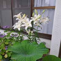 ねじ花見っけ・・・♪