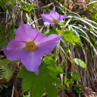 シラネアオイの花　栗駒地区
