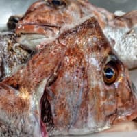 平戸漁港直送のお魚