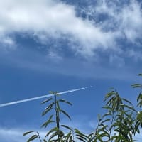 今回は選挙行ってください