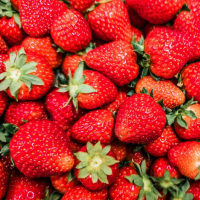 ••🍓畑のプロからプレゼント🍓••